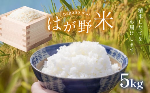 令和7年新米 最高評価「特A」を何度も獲得！！！ はが野米こしひかり 5kg | おすすめ 精米 つきたて 白米 ごはん ご飯 コシヒカリ 美味しい シャリ ふっくら おにぎり お弁当 国産  限定 栃木県 真岡市 送料無料