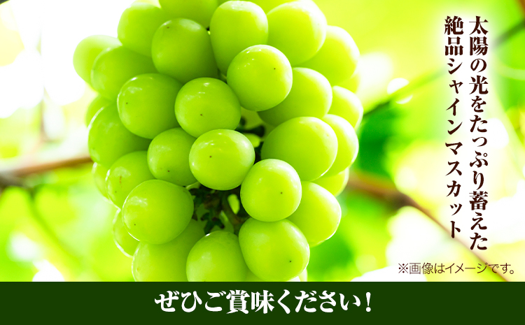 岡山県産シャインマスカット（晴王）（1房580g以上　2房入り）（令和7年産先行受付）《9月上旬-10月下旬頃出荷》葡萄 ぶどう ブドウ マスカット シャインマスカット 種無し フルーツ 獲れたて【配
