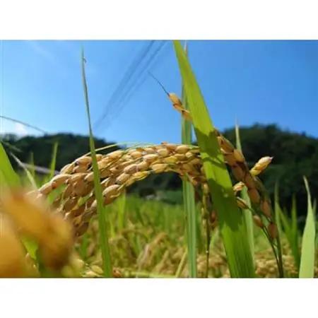 【令和7年産】ヒノヒカリ　玄米5kg【1443670】