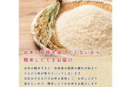 《定期便2ヶ月》令和7年産 【白米】秋田県産 あきたこまち 10kg（5kg×2袋）