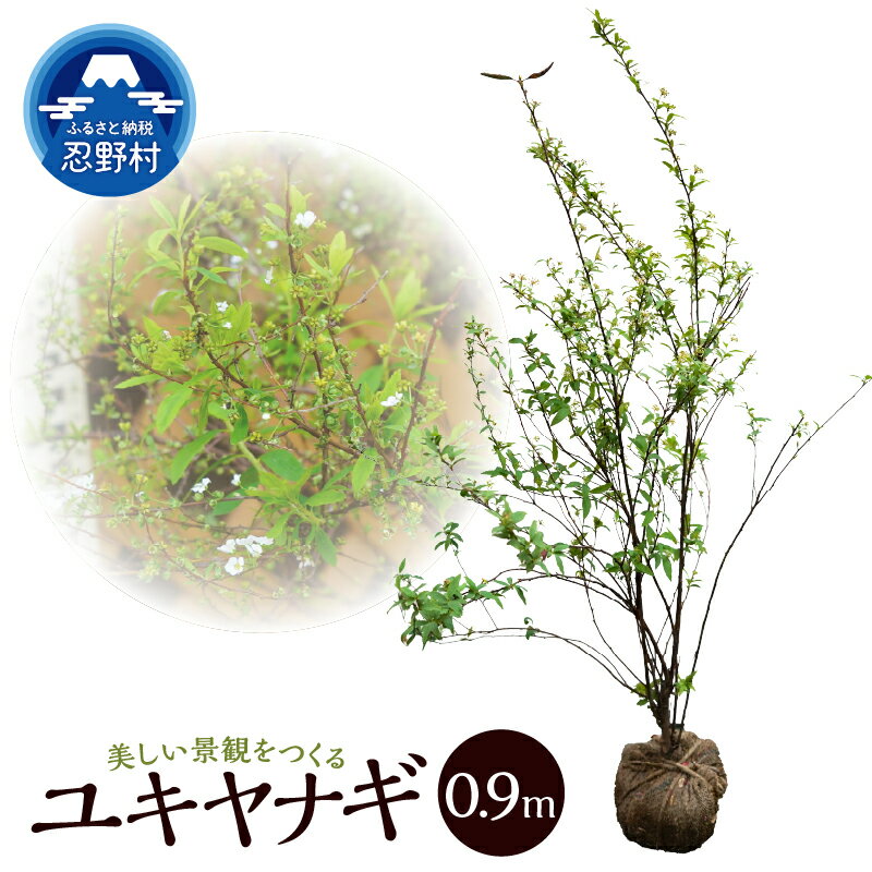 【ふるさと納税】ユキヤナギ 雪柳 家庭菜園 植物 樹木 ガーデニング 植木 苗 庭木 送料無料 山梨県 忍野村
