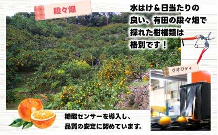  家庭用 ポンカン 7.5kg+250g（痛み補償分） 光センサー 食頃出荷 / 訳あり 有田 みかん 柑橘 蜜柑 くだもの 果物 果実 フルーツ 和歌山 ※1月中旬～2月下旬頃に順次発送予定 ※北海