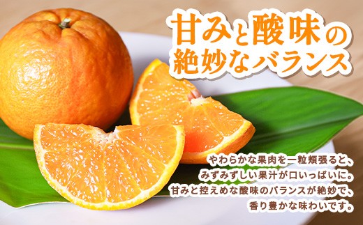 中身はとってもジューシー。福元盆地の畑で栽培されたたんかんは甘みと酸味も良く評判です。