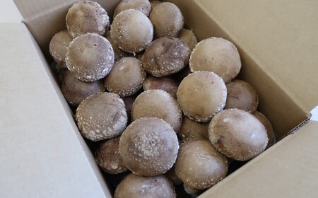 【準備が出来次第発送】しいたけ 菌床生しいたけ１kg