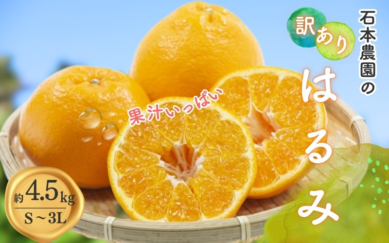 
                  【先行予約】訳あり S-3L サイズおまかせ 石本農園のはるみ 4.5kg 【2027年1月中旬から2月末頃までに順次発送】 / みかん ミカン 蜜柑 はるみ 訳あり おまかせ
                