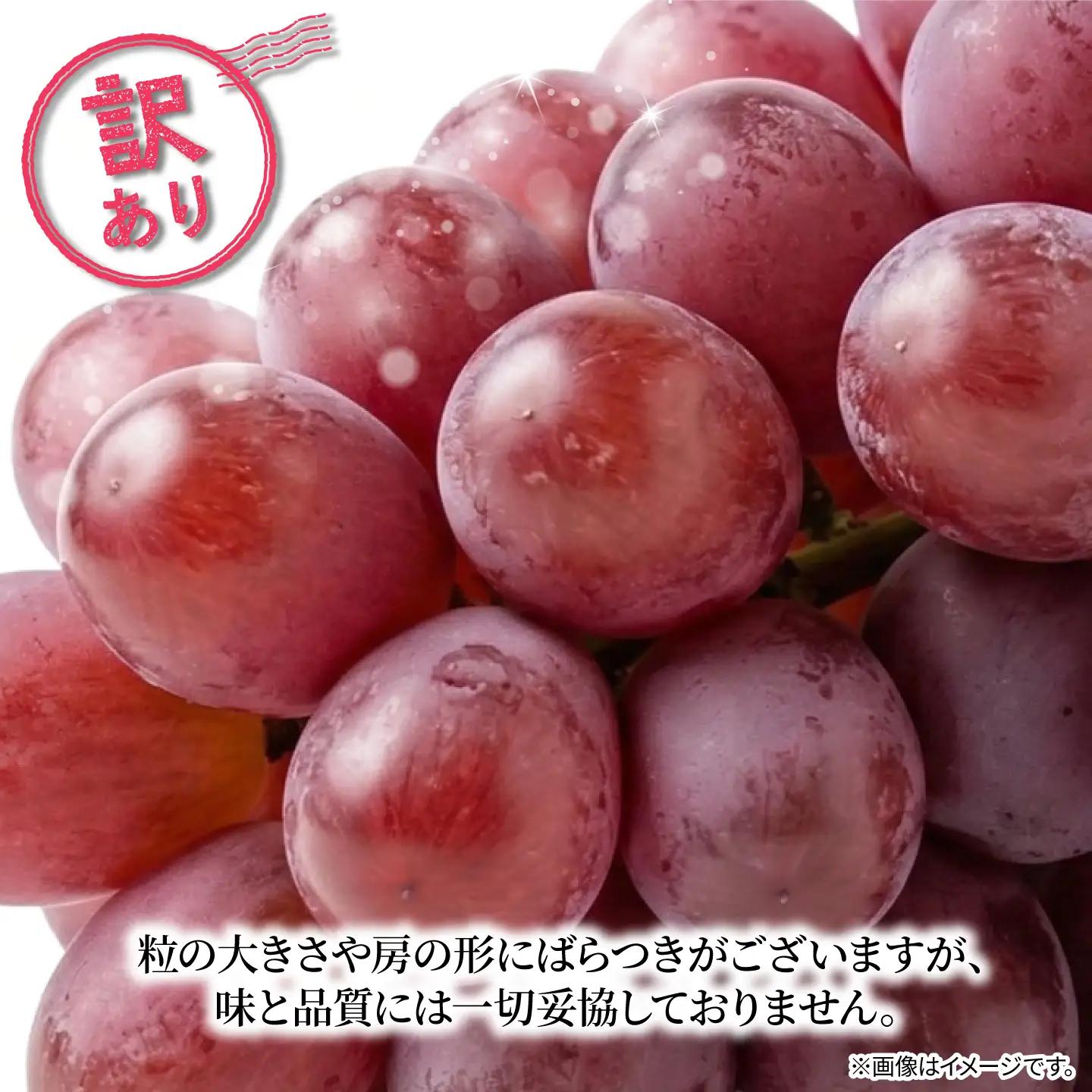 訳あり ぶどう オリエンタルスター 2房 900g 以上 数量限定 種なし ぶどう