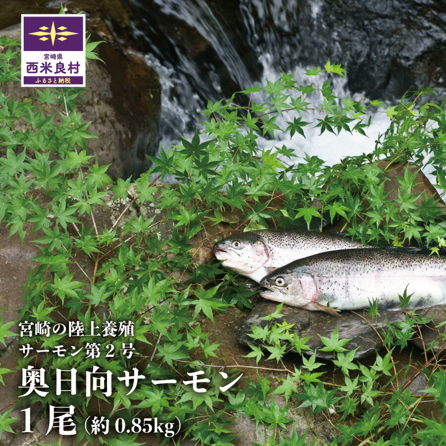 【ふるさと納税】奥日向サーモン1尾　魚 海鮮 サーモン 刺身 人気 ふるさと 海鮮食品 鮮魚 魚介類 魚介 宮崎県 西米良村 九州築地 完全無投薬