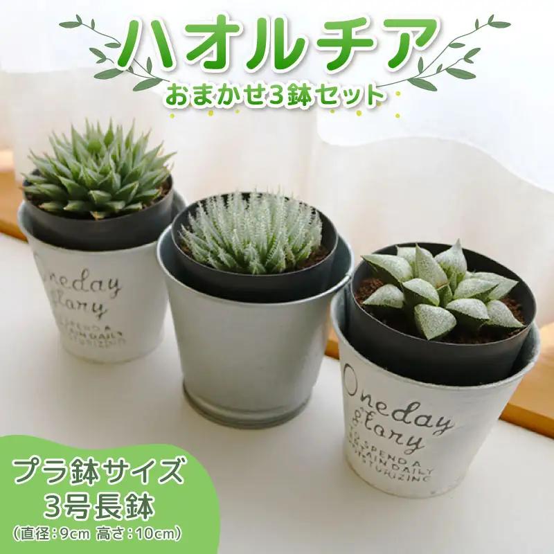 【多肉植物】 ハオルチア おまかせ3鉢セット 多肉植物