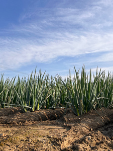 越谷ねぎ（白ねぎ5kg） ／ ネギ 葱 白ネギ 白葱 野菜 甘み 辛み 埼玉県 No.029
