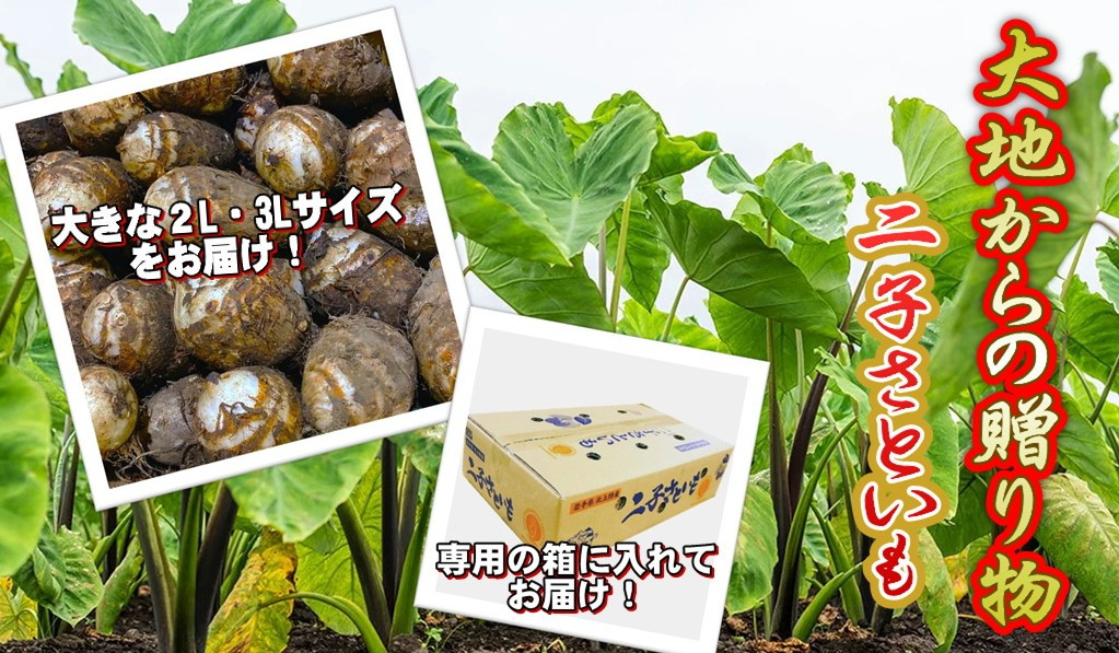 地元の特産品「二子さといも」を是非ご賞味ください♬