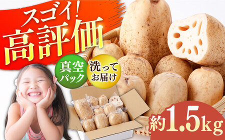 2026年7月～発送 真空パック 洗いれんこん 約1.5kg / れんこん 2026年産 [ICE002]