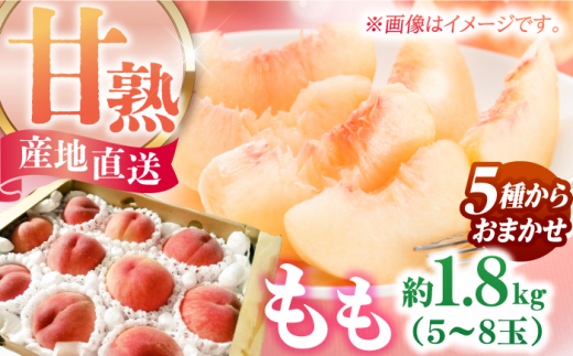 【6月より発送】【食べごろ品種をお届け】 桃 （ちよひめ/日川白鳳/加納岩白桃/千曲白鳳/あかつき）の中から 約1.5～1.8kg （5玉～8玉） もも ピーチ くだもの フルーツ 甘熟 広川町 / 亀井通産（株） [AFAR024]