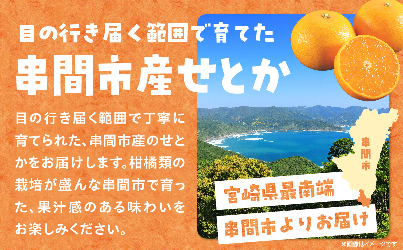 【先行予約】＜数量限定＞＜2027年2月中旬頃から順次発送予定＞《A級品》 順子姉さんのひっぱりだこ愛情せとか 2.5kg 果物 フルーツ デザート スイーツ ギフト プレゼント 贈り物 贈答 プレゼ