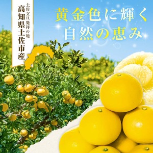 園主こだわりの土佐文旦5キロ 小玉（L - Mサイズ） 2024年1月下旬より順次発送 ぶんたん ブンタン 柑橘 みかん フルーツ 果物 お取り寄せ 土佐 高知 やの一果彩