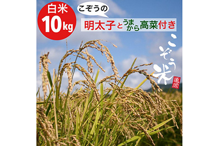 【新型コロナ被害支援】京都・亀岡産 きぬひかり 「こぞう米」 10kg ・めんたいこ＆うまから高菜付き《米 令和4年産 ご飯のお供 高菜 明太子 訳あり コロナ支援》※北海道・沖縄・離島への配送不可