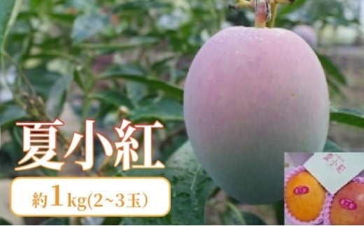 2026年 先行予約 マンゴー 夏小紅 約1kg 2～3玉 ますみ農園 甘味 スッキリ 果物 フルーツ