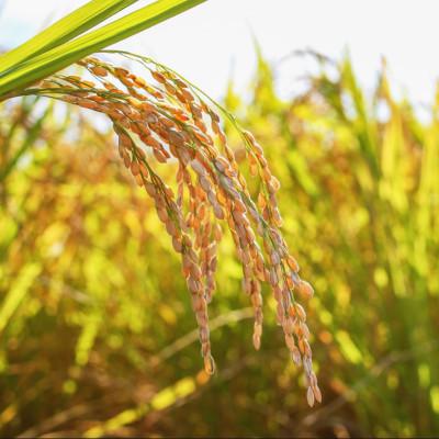ふるさと納税 光市 【山口県光市産】ひろ農園のお米「オーロラ娘」ひとめぼれ 10kg(5kg×2袋) |  | 01