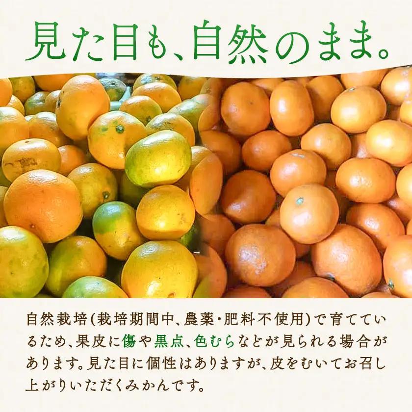 温州みかん 2kg 池田農園