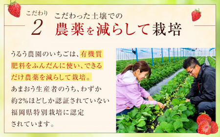 【特別栽培／有機質肥料／アフター保証】うるう農園 あまおう サイズ色々 4パック （約1140g）【2026年2月発送予定】 いちご イチゴ 苺 フルーツ 果物