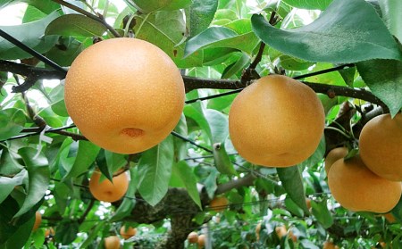 先行予約 和梨 新興 自家用 約5kg [11月上旬から発送予定] 令和7年度 梨 新潟フルーツ 新潟県産 [小林農園] 【010P075】