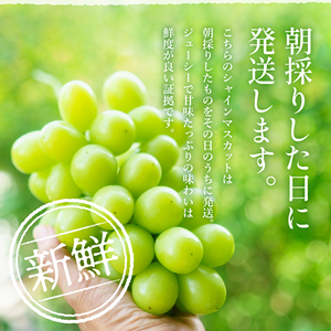 【ふるなびWEEK対象】令和8年産 シャインマスカット 2房 セット 約1.2～1.5kg