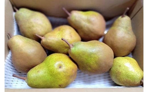 西洋梨（シルバーベル）３.５ｋｇ　ご家庭用　0142-2515