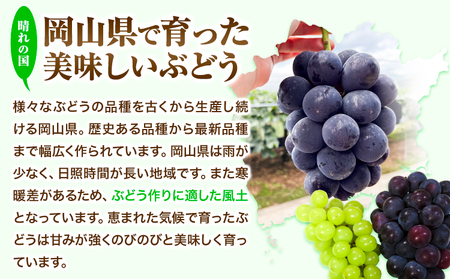 【2026年先行予約】ぶどう 黒系ぶどう 2kg ピオーネ オーロラブラック 岡山県産 3房 ~ 5房《2026年9月上旬-9月中旬頃より発送予定》ひらた農園 黒系ぶどう 送料無料 岡山県 浅口市 ぶ