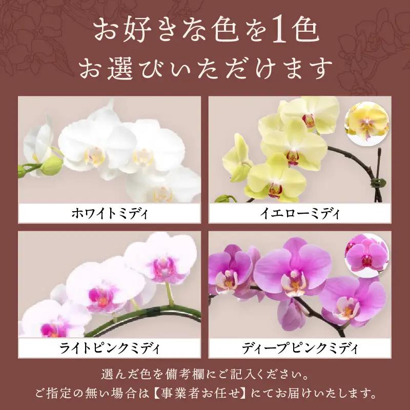 ミディ胡蝶蘭 3本立【008C-011】