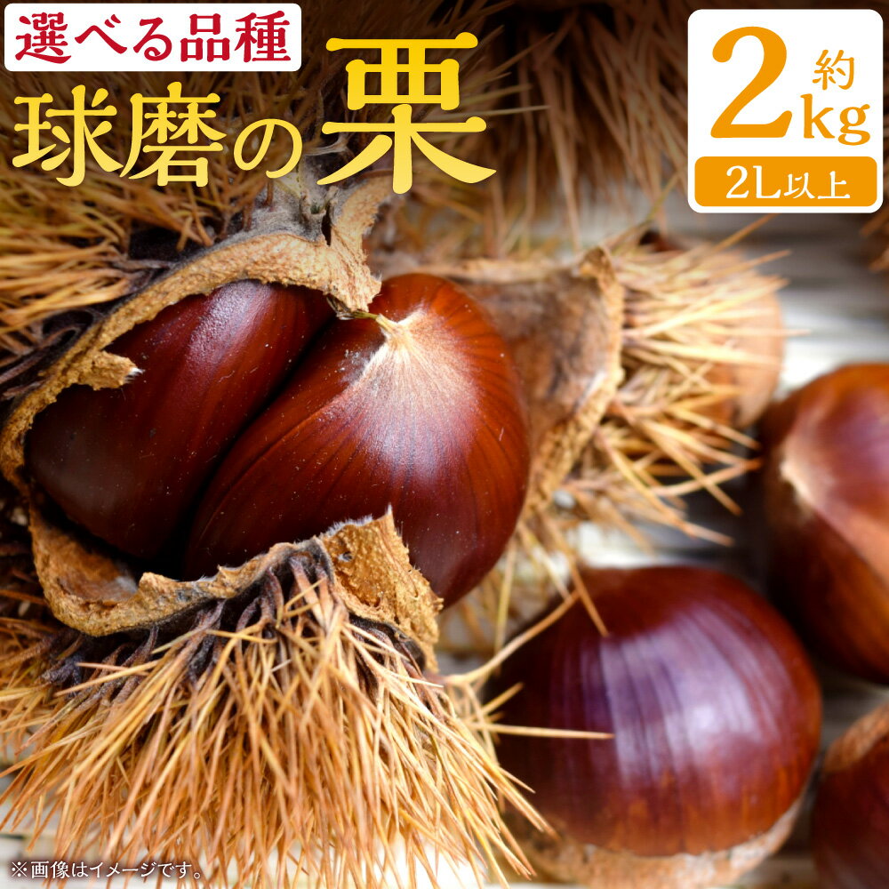 【ふるさと納税】【選べる種類】 熊本県JAくま産 球磨の栗 利平 杉光 旬の品種 2kg (2L以上) くり クリ 旬 お届け時期：2025年9月中旬〜10月上旬
