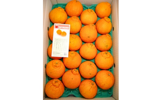 B354-09 露地トップオレンジ　優　１０玉