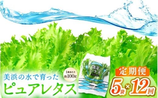 定期便 ≪12ヶ月連続お届け≫ 美浜の水で育ったピュアレタス　フリルレタス 5袋【栽培期間中 農薬不使用 野菜 生野菜 レタス グリーンリーフ サラダ サンドイッチ お弁当 水耕栽培 洗わず食べられる 時短 付け合わせ ダイエット ヘルシー】[m40-d002]