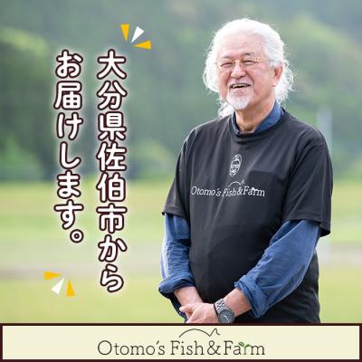 ふるさと納税 佐伯市 ブリのからすみ ブリッタルガ パウダー (計150g・50g×3P) |  | 03