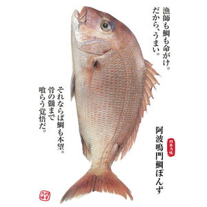 ポン酢 275ml×2本 ぽんず 鳴門 鯛 真鯛 つゆ ドレッシング そうめん 麺 うどん 豆腐 しゃぶしゃぶ 鍋 焼き肉 牛 鶏 肉  餃子 天ぷら サラダ 柑橘 ゆこう ゆず 柚子 果汁 醤油 し