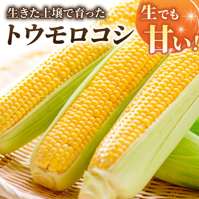 【ふるさと納税】先行予約【里山JAPAN】生でもすごく甘い！生きた土壌で育った『とうもろこし』｜2025年7月以降発送予定