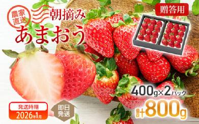 朝摘みあまおう 800g ※2026年1月中順次出荷予定 BD01-1