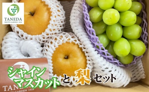 【産直もぎたて】シャインマスカットと梨のセット（フルーツ 果物 くだもの ブドウ ナシ 旬 先行受付 2025 贈答用 限定 産地直送）