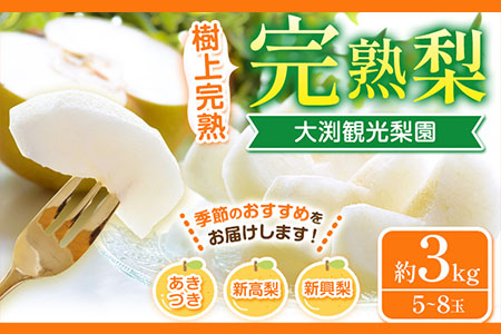 梨 完熟梨 ( あきづき 新高梨 新興梨 のいずれか) 秀品 フルーツ 果物 旬 約3kg (5～8玉) 熊本県長洲町産 大渕観光梨園《9月上旬-12月中旬頃出荷》---sn_obcns_ae912_r7_10000_3kg---