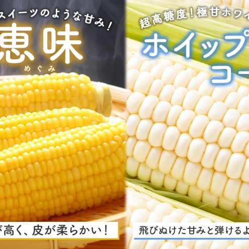  北海道 朝もぎ とうもろこし 恵味 ホイップコーン 各5本 計10本 L-LL サイズ 黄色 白色 トウモロコシ 黄 白 とうきび コーン 旬 完熟 甘い お取り寄せ 産地直送 北海道産