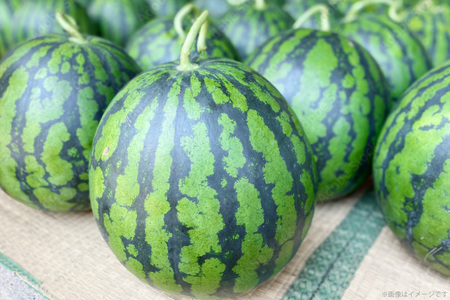 AJ635 【令和8年度出荷分】 まるき農園 大玉スイカ 4Lサイズ（10kg以上） [ スイカ すいか 西瓜 大玉 大きい 2L 3L まるき農園 長崎県 島原市]