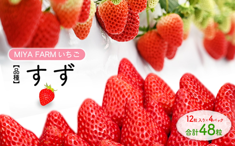 【先行予約】MIYA FARM いちご（品種：すず）12粒入り×4パック 合計 48粒 ※北海道・沖縄・離島への配送不可 ※2027年1月中旬～5月下旬頃に順次発送予定
