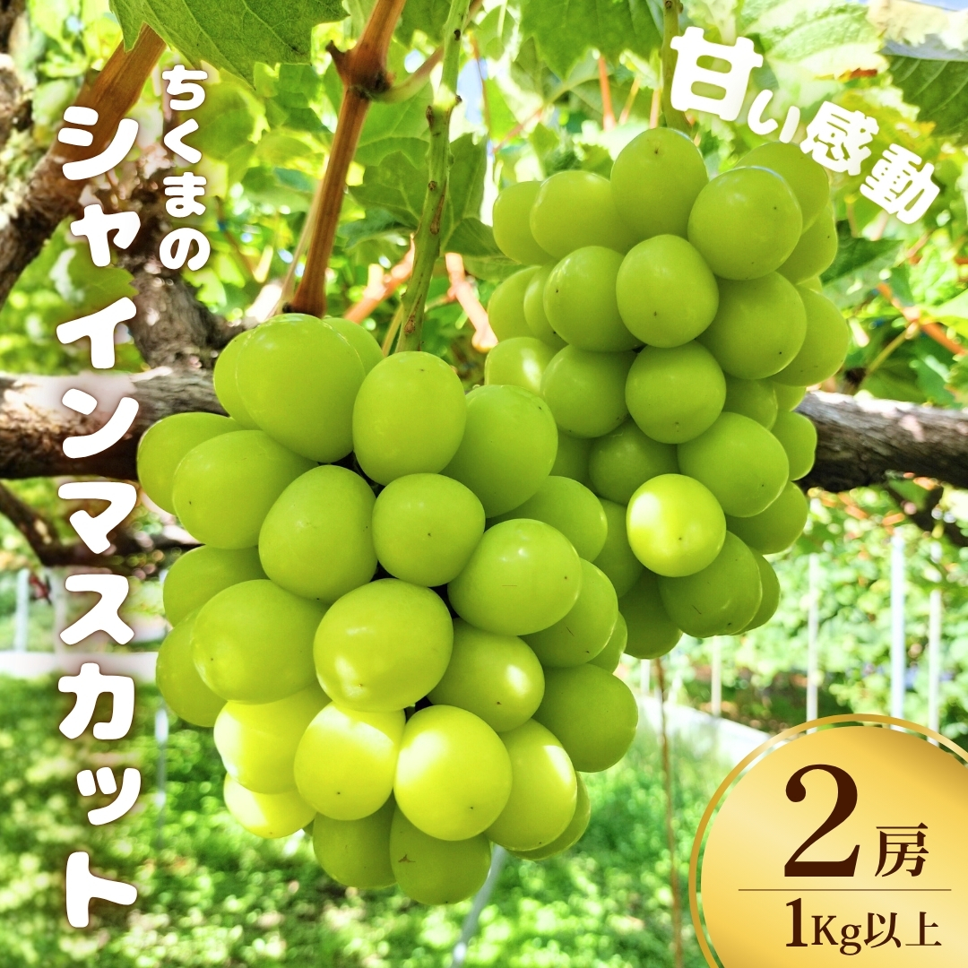 甘い感動 ちくまのシャインマスカット 2房 1kg以上【半蔵農園】 | 葡萄 グレープ 信州ぶどう 種無し 皮ごと食べれる 白ぶどう 信州 長野 千曲市