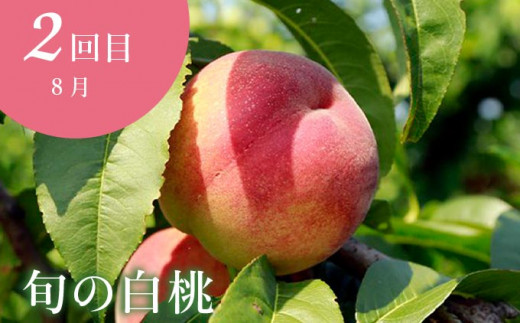 【5回定期便】小布施屋の人気フルーツ定期便 年5回コース ［小布施屋］定期便 頒布会 フルーツ 果物 長野県産  令和8年産 【2026年6月中旬～2027年2月発送】［E-8］