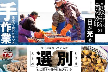 （2023年11月以降順次発送）北海道　道東産 アサリ中 6kg (冷凍)　約 300g ×20 袋【計約6kg(360～500粒)】【be082-040b098-202311】（北海道 あさり アサ