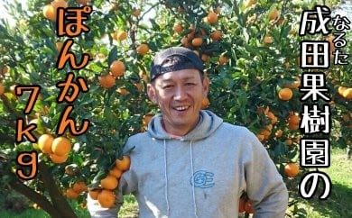 
            成田果樹園のぽんかん7kg家庭用
          