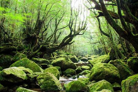 【屋久島町】JTBふるさと旅行券（紙券）90,000円分