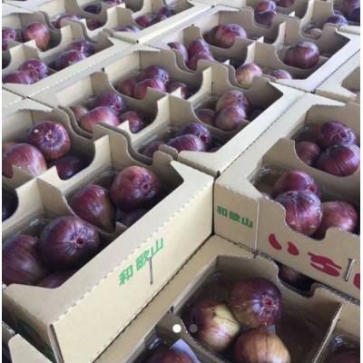 ふるさと納税 紀の川市 【8月上旬以降お届け】朝採りいちじく2箱セット |  | 03