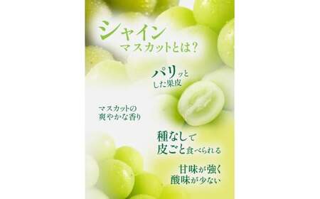 【岡山県産】晴王 シャインマスカット 約2.0kg以上 【2025年9月上旬〜11月下旬発送予定】 マスカット ぶどう ブドウ 葡萄