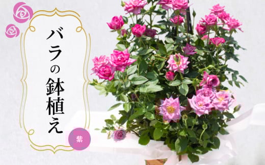 バラ 鉢植え 紫 ( ギフト プレゼント 贈答 花 フラワー プロポーズ 記念日 お祝い 自然 贈り物 ローズ 植物 バラ鉢苗 バラ苗 ガーデニング 産地直送 お取り寄せ 癒やし 香り リラックス ) 下関 山口
