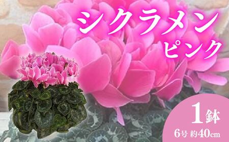 花 シクラメン 鉢植え 6号 ピンク 花 花 オンライン決済限定