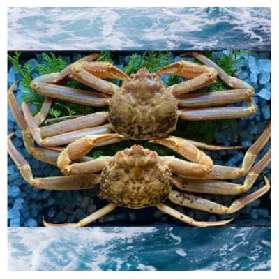 ふるさと納税 若桜町 【活き】ご自宅用　松葉ガニ　大　2枚(1枚800〜940g前後)